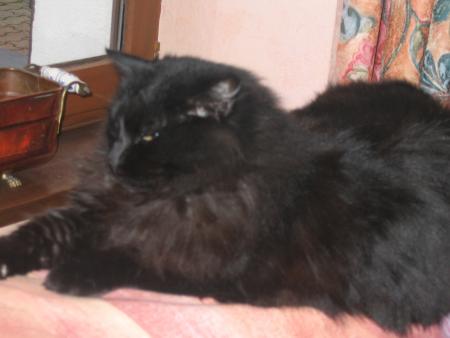 Duchesse